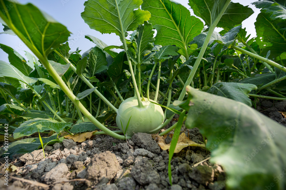 Kohlrabi cabbage growing in garden. Kohlrabi or turnip cabbage in vegetable bed. Kohlrabi cabbage growing in garden. Kohlrabi or turnip cabbage in vegetable bed.