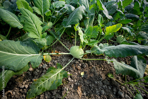 Kohlrabi cabbage growing in garden. Kohlrabi or turnip cabbage in vegetable bed. photo