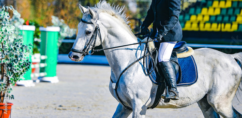 Horse and rider in uniform. Beautiful white horse portrait during Equestrian sport show jumping competition, copy space.