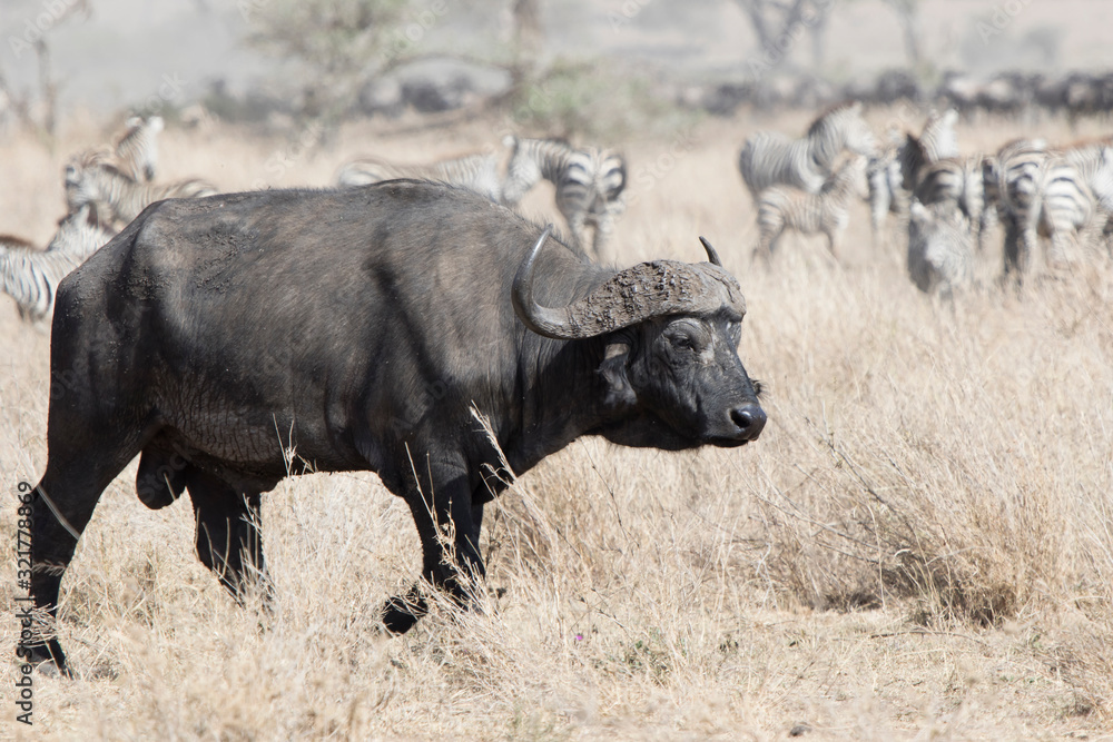 large adult male African buffalo walking on the savannah large adult male African buffalo walking on the savannah
