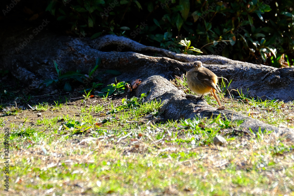 redstart on ground