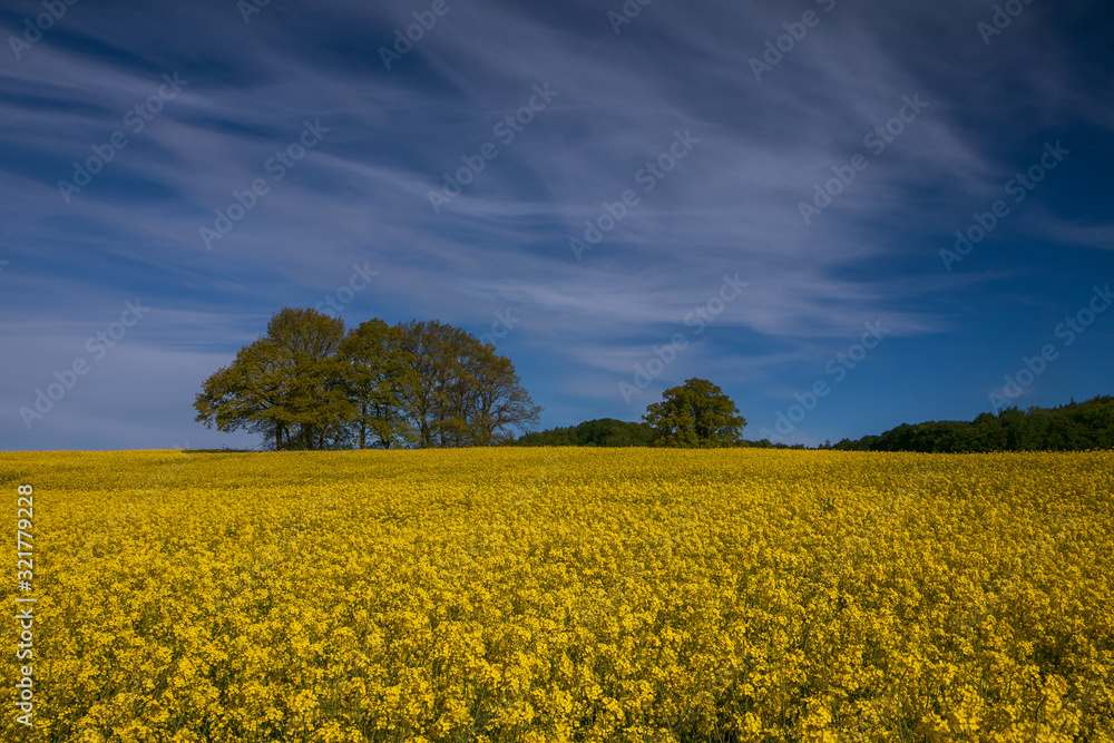 field of canola, symphony in yellow, green and blue 