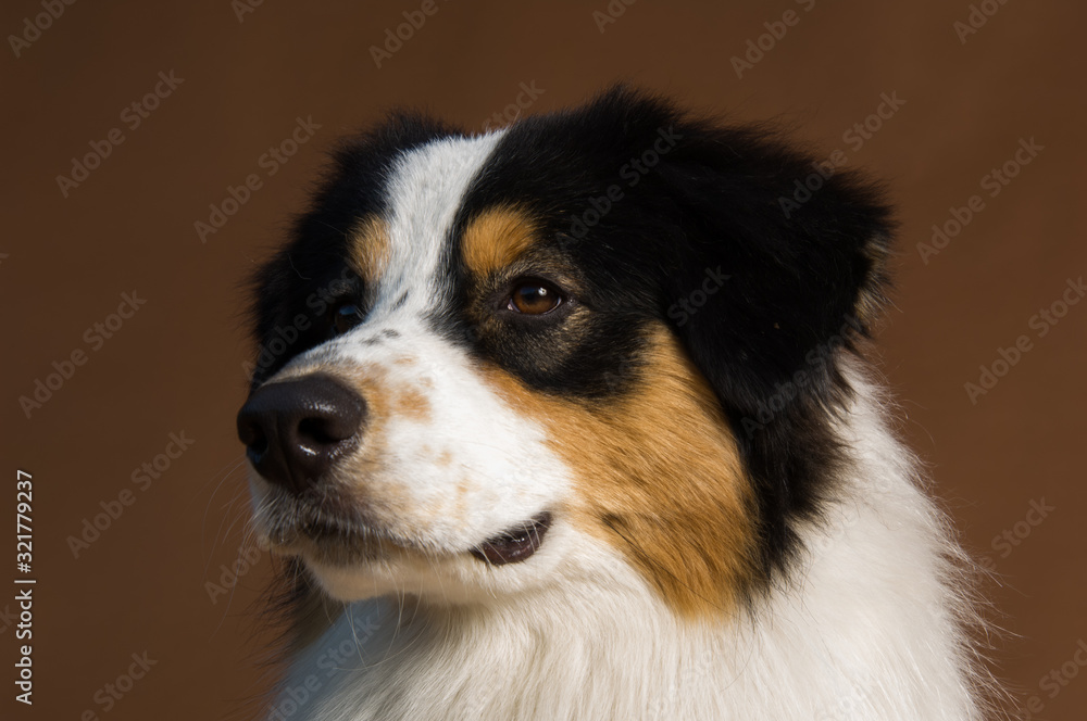 Australian Shepherd dog portrait in studio against brown background