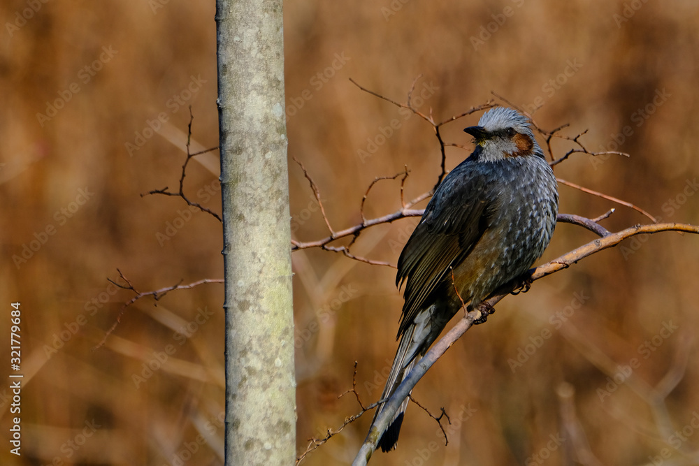 bulbul on branch