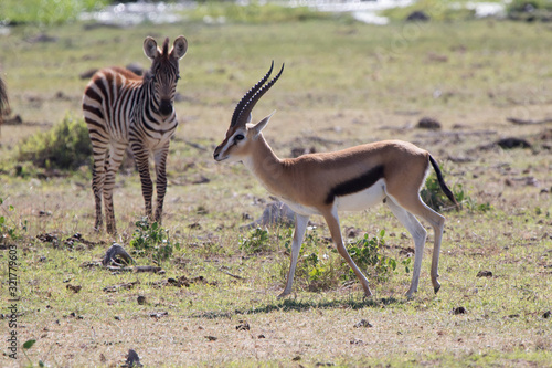 Thompsons gazelle male walking across the dry savannah photo