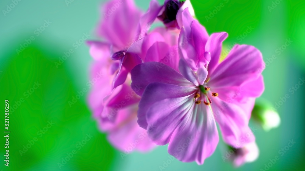 Geranium flower. Macro shot. Bright floral background for design Geranium flower. Macro shot. Bright floral background for design