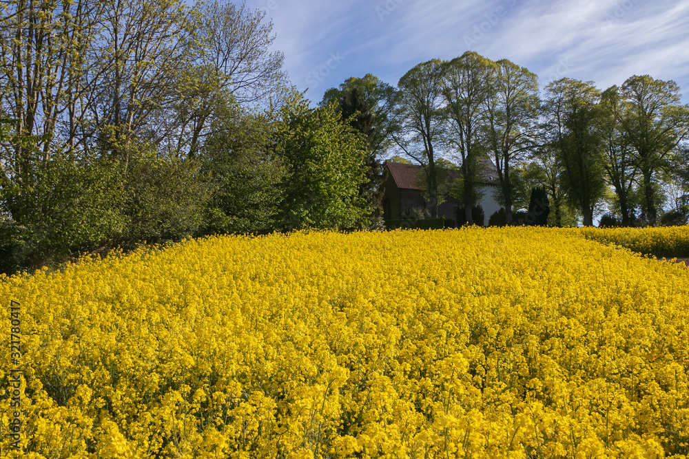 yellow field of canola and historic stone church in the old village of Kirchnüchel