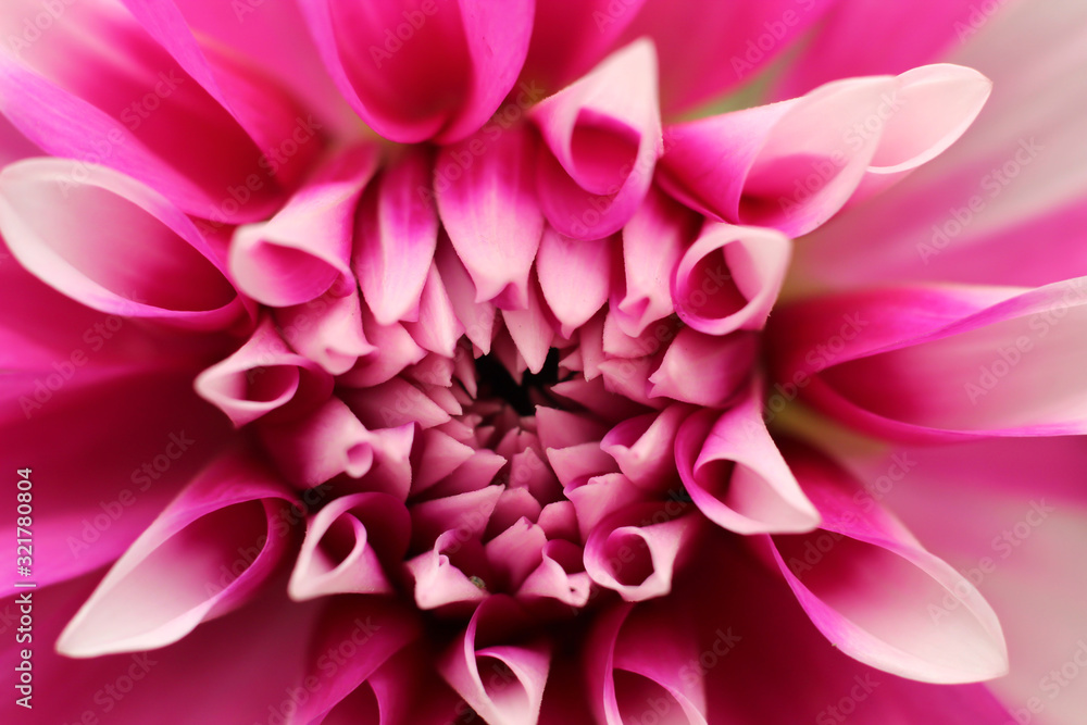 Naklejka premium Macro of a pink color dalia flower