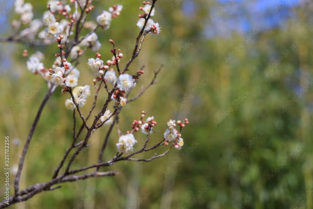 梅:Prunus mume 梅:Prunus mume