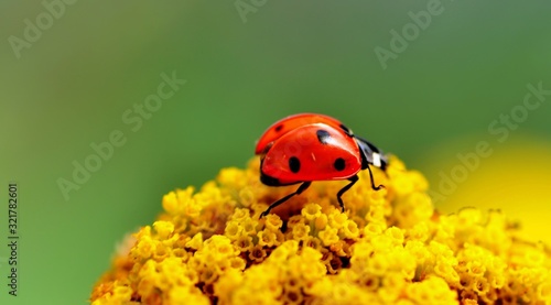 Ladybug on yellow flowers.