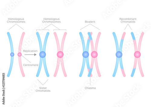 Pair of homologous chromosomes vector / crossing over / genetic combination