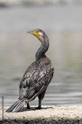 Great cormorant portrait