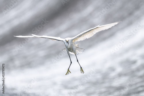 White egret flying with a white waterfall background