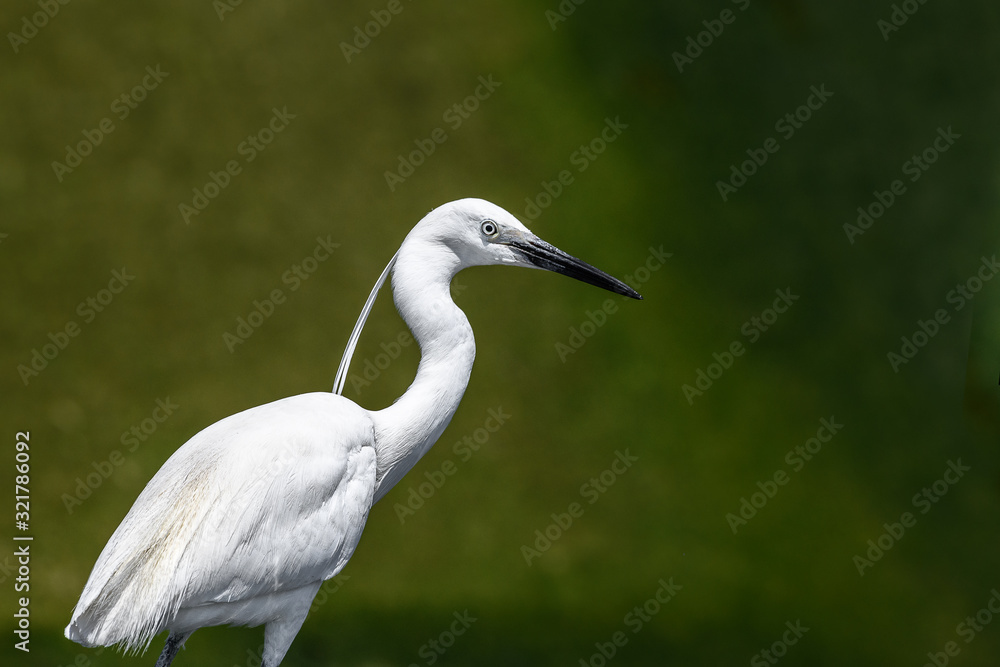 white egret portrait white egret portrait