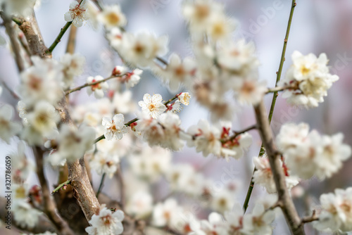 The flower in the garden