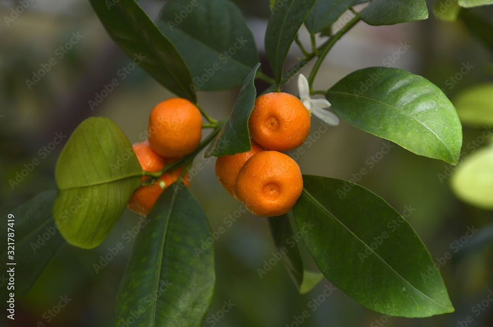 Calamansi, also known as calamondin or Philippine lime