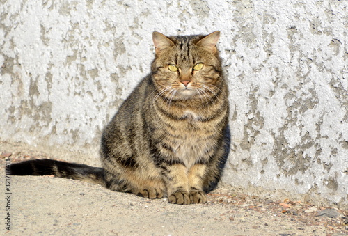 Stray tabby mongrel cat with yellow eyes, sitting and looking into the camera © Tatiana
