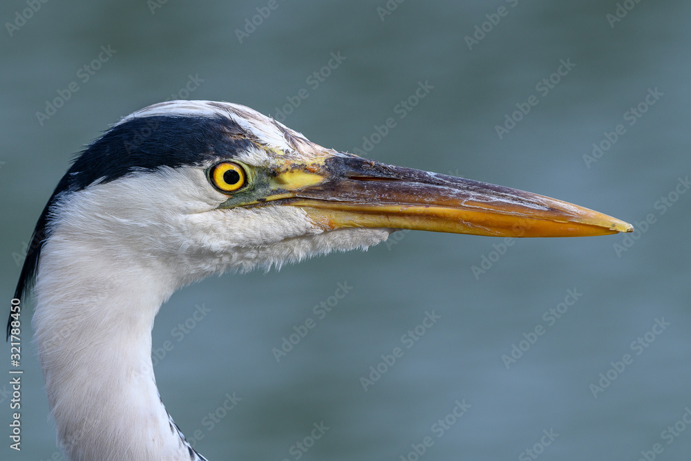 Grey heron head close up portrait Grey heron head close up portrait