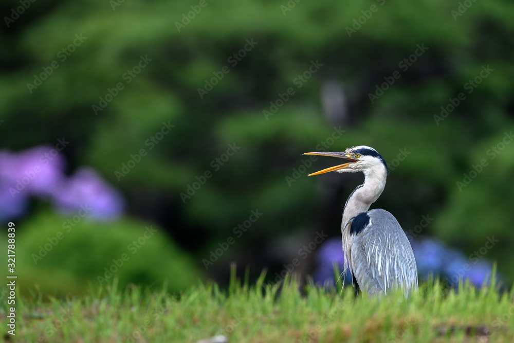 Grey heron portrait Grey heron portrait