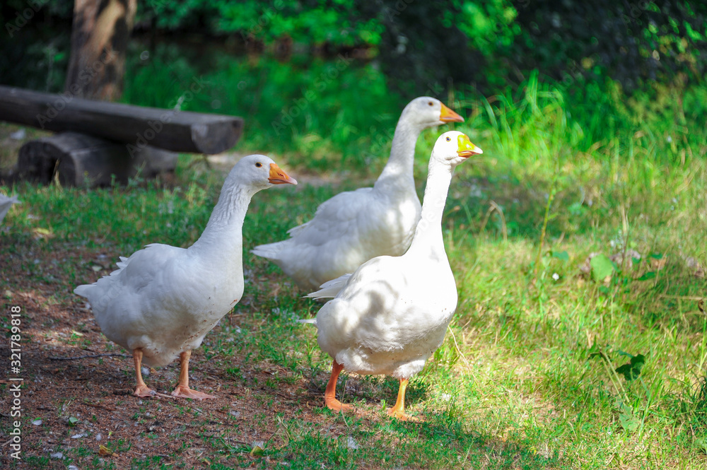 Ducks walk on grass. Ducks walking. Two ducks portrait. Two ducks walk. Close-up Ducks walk on grass. Ducks walking. Two ducks portrait. Two ducks walk. Close-up