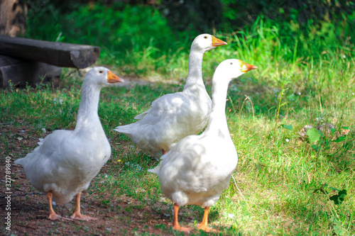 Ducks walk on grass. Ducks walking. Two ducks portrait. Two ducks walk. Close-up