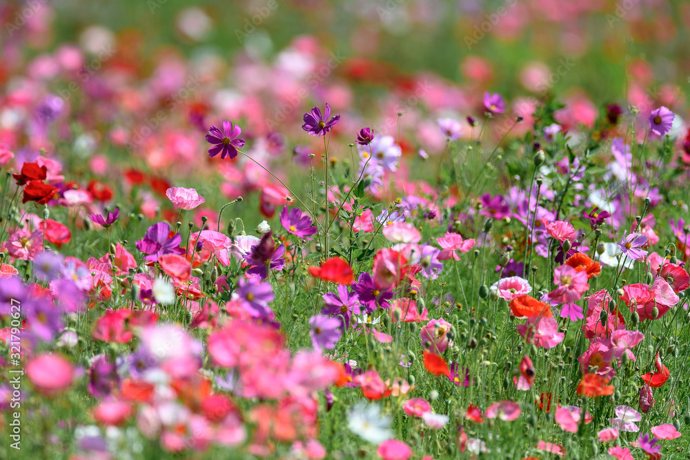 multicolor field of poppies and cosmos flowers multicolor field of poppies and cosmos flowers