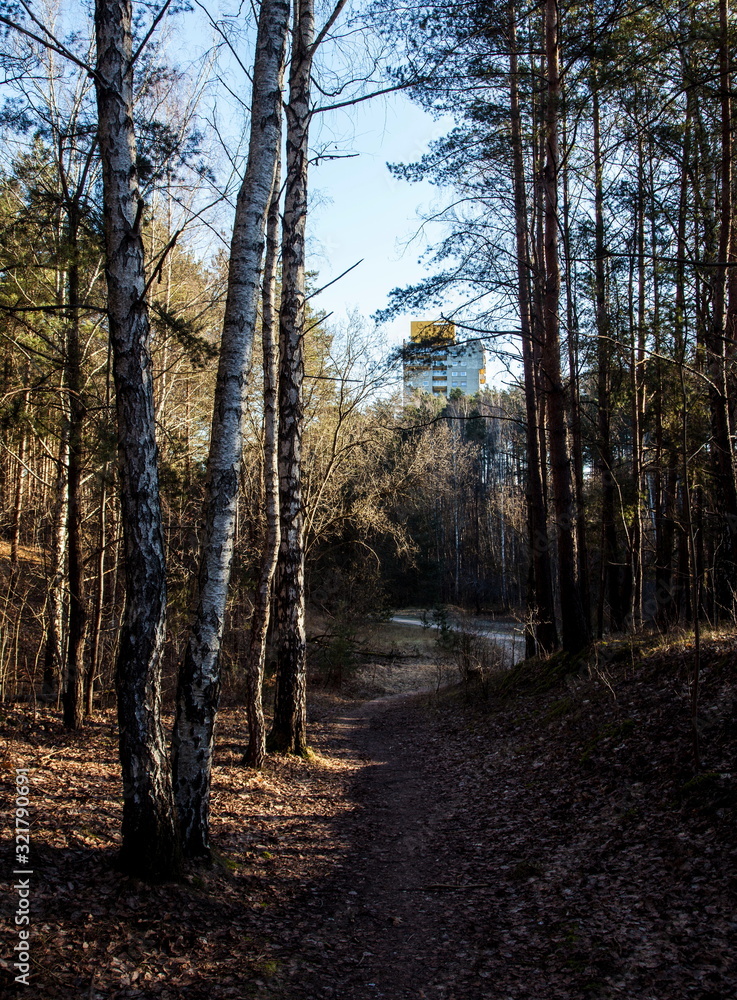 Obraz premium In the forest