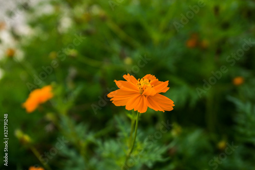 yellow flower