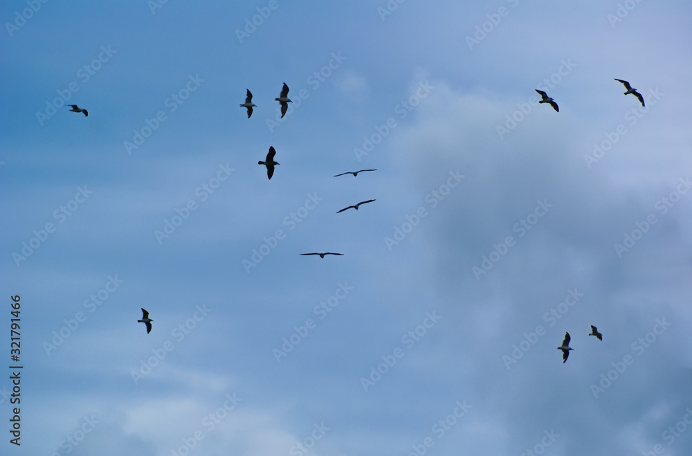 A lot of flying gulls on a background of blue sky with clouds.