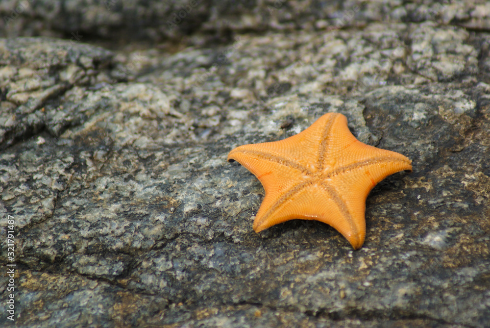 An orange starfish lies on a stone. An orange starfish lies on a stone.