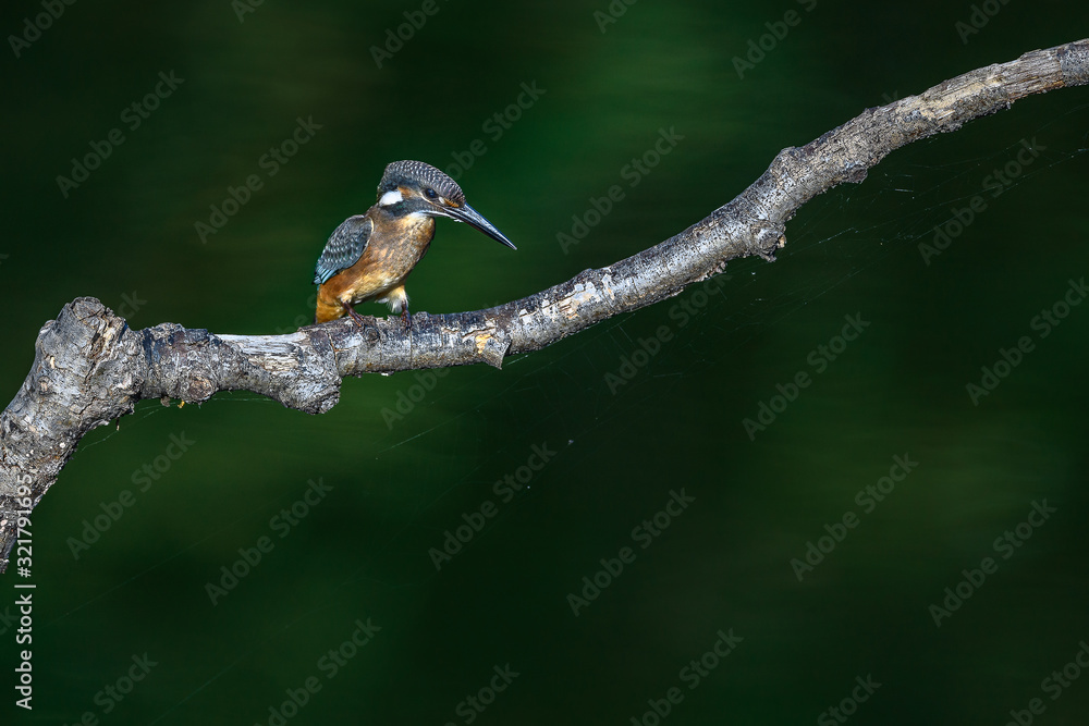 Fototapeta premium Kingfisher on a branch close up portrait