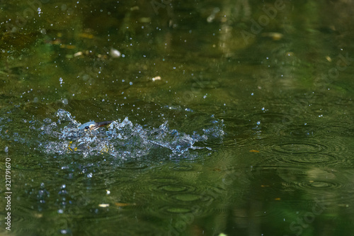 flying and diving kingfisher