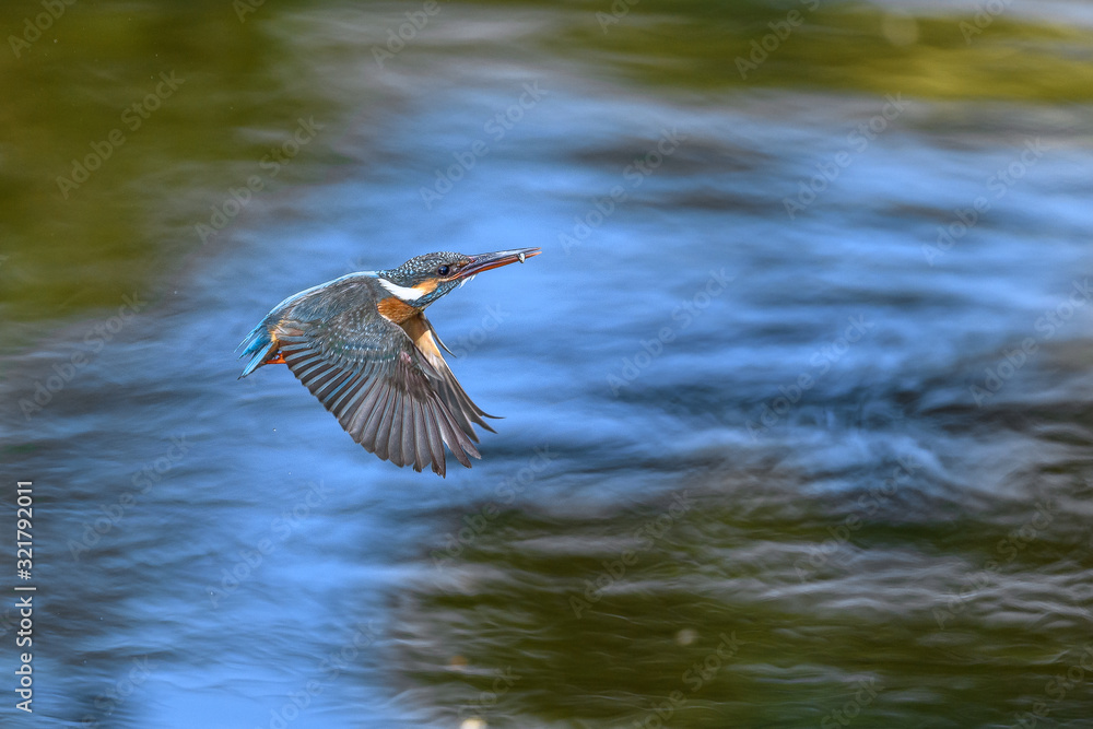 flying and diving kingfisher