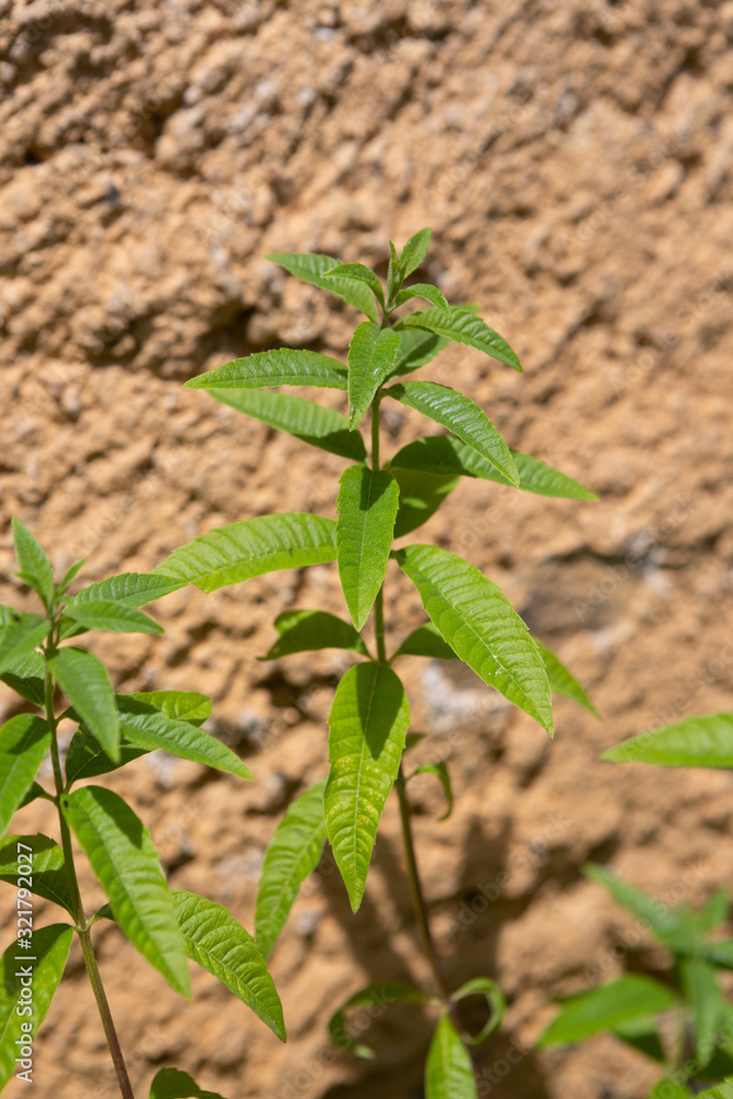 Verbena plant growing in the sun in front of a brown wall. Verbena plant growing in the sun in front of a brown wall.