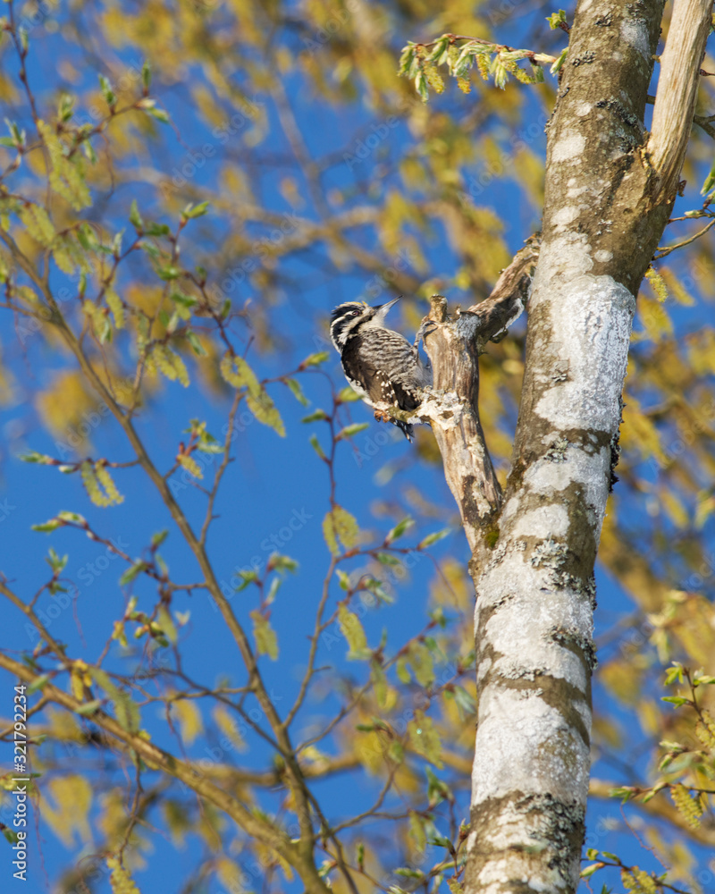 Fototapeta premium Eurasian Three-Toed Woodpecker, Bialowieza National Park, Poland