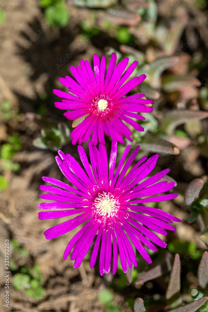 Obraz premium Top view of two flowers of the Trailing Iceplant, Hardy Iceplant, or Pink Carpet - Delosperma cooperii.