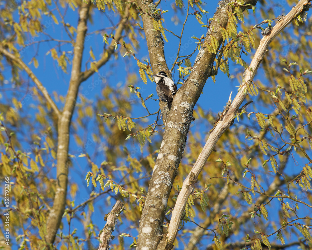 Eurasian Three-Toed Woodpecker, Bialowieza National Park, Poland Eurasian Three-Toed Woodpecker, Bialowieza National Park, Poland
