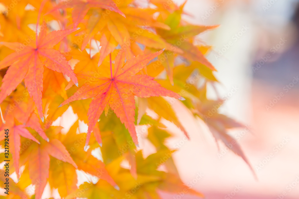Orange maple leaves close up during autumn season Orange maple leaves close up during autumn season