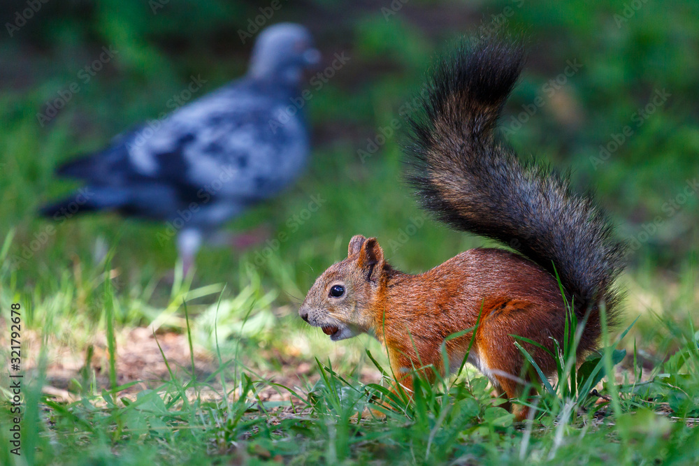 Squirrel in the park of Pushkin (Traskoe Selo) town, Russia Squirrel in the park of Pushkin (Traskoe Selo) town, Russia