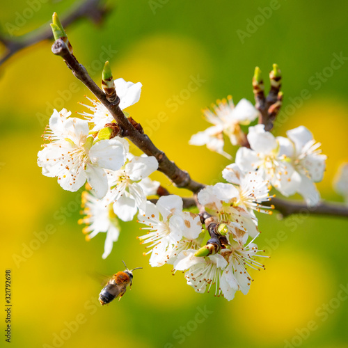 Orange-tailed Mining Bee - Andrena haemorrhoa - flying towards the flowers of a blossoming Prune tree in springtime. photo