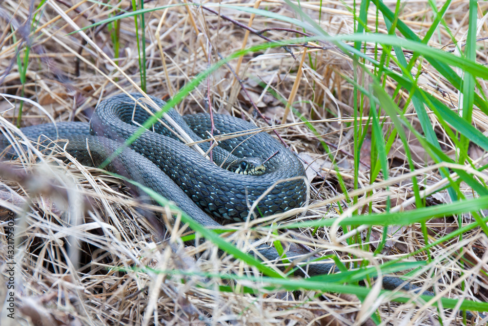 Obraz premium Grass-snake laying in the yellow dry grass. Snake close-up photo