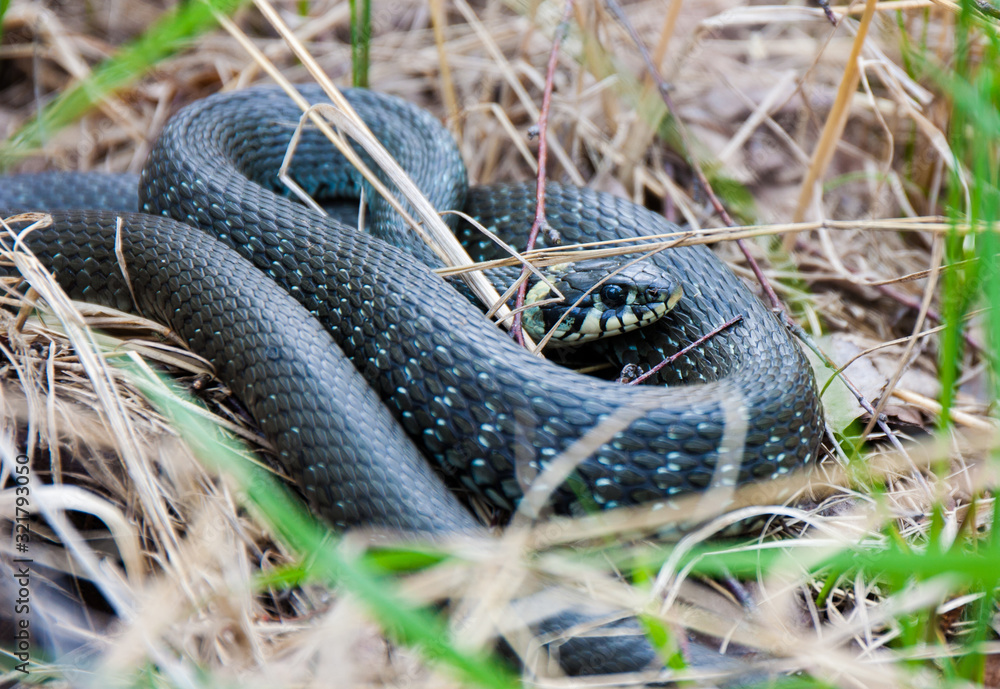 Fototapeta premium Grass-snake laying in the yellow dry grass. Snake close-up photo