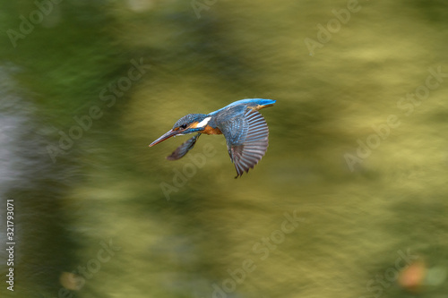 Konstfotografi Flying kingfisher