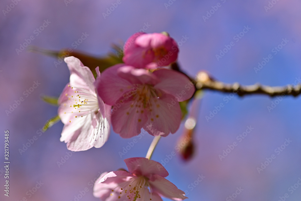 Naklejka premium Cherry blossoms are coming out here and there.