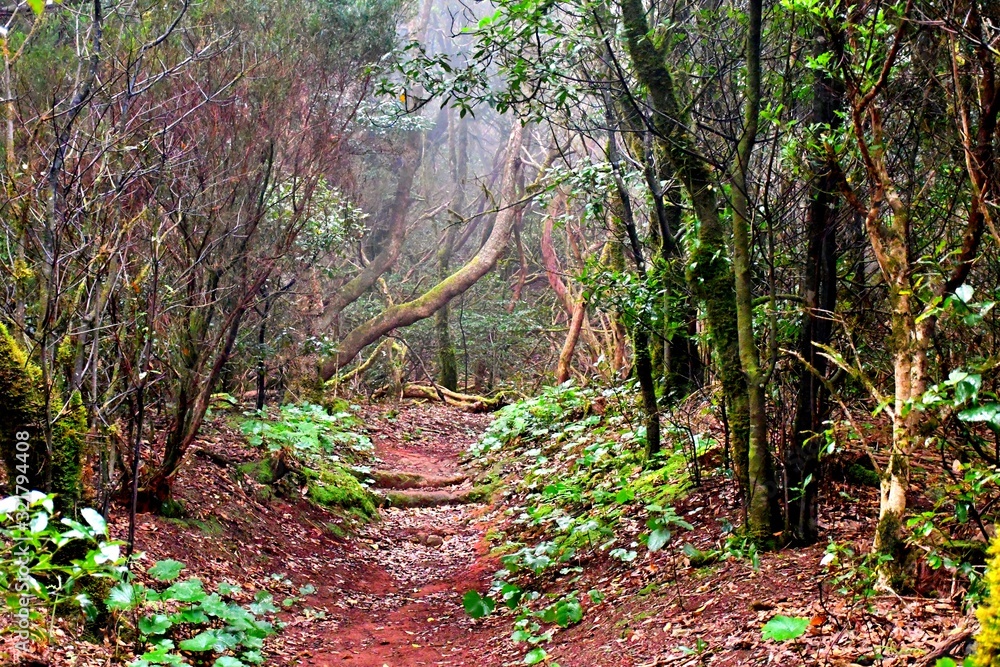 Fototapeta premium Lights and shadows among the laurisilva of the Anaga mountain range forest