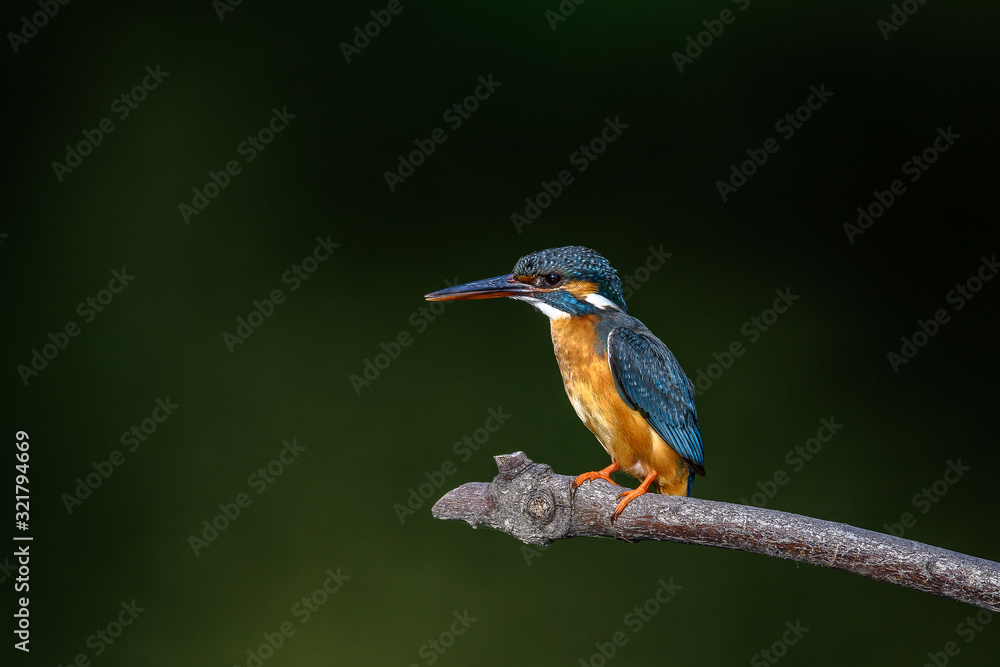 Fototapeta premium Kingfisher on a branch close up portrait