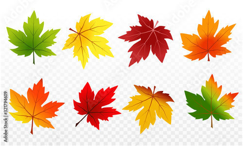 Colors of maple leaves in autumn season and texture of maple leaves on transparent background use for decorate, website, logo etc . vector illustration