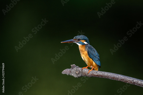 Kingfisher on a branch close up portrait