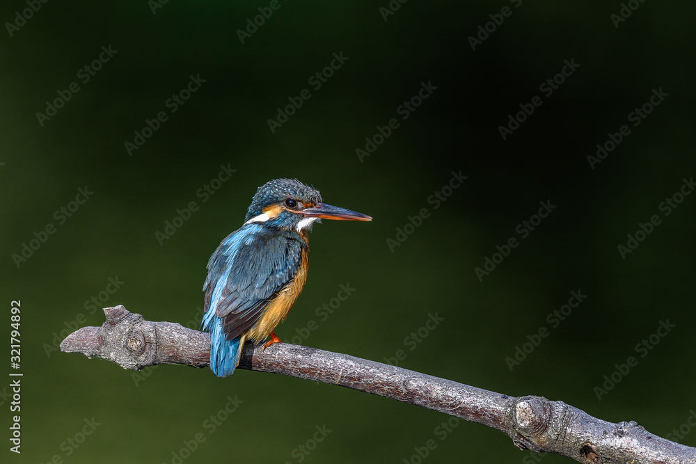 Fototapeta premium Kingfisher on a branch close up portrait