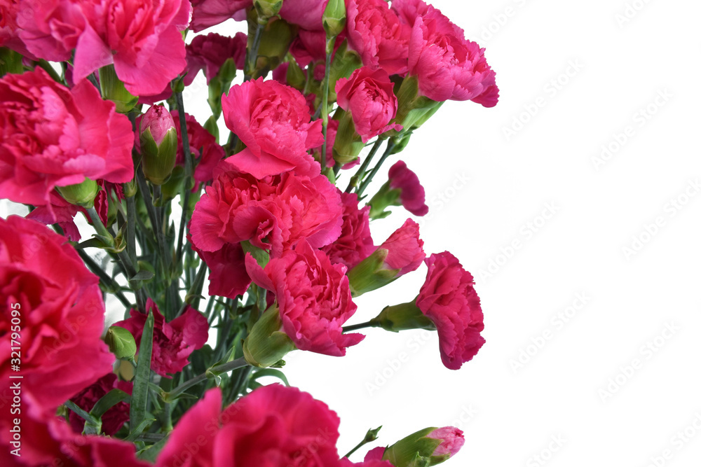 Bouquet of fuchsia carnations isolated on white background. Happy mothers day, women's day, wedding and valentines day. Greeting card Bouquet of fuchsia carnations isolated on white background. Happy mothers day, women's day, wedding and valentines day. Greeting card